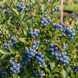 2 Misty Blueberry Live Plant, Cold Hardy Fruit Bush, 4-6 Inch Tall