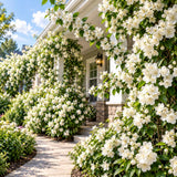 Sweet Mock Orange Bush Plant, Mock Orange Ornamental Plant, 4-9 Inc Tall