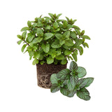 2 Lemon Mint Live Herb Plants, Fragrant Culinary Mint, 4-5 Inch Tall