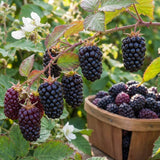 2 Sweet Boysenberry Live Plants, Starter Plant, 4-6 Inch Tall