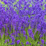 Lavender Live Plant, 3 Inch Pot