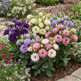 Mix Color Lisianthus Plant, Eustoma Lisianthus Flowers in Plug, 3-5'' Tall