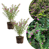 2 Purple Mexcian Heather Plant 5-7 Inch Tall