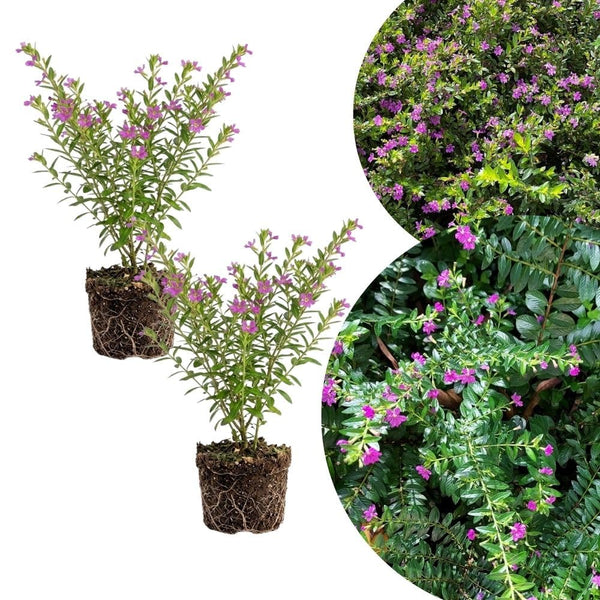 2 Purple Mexcian Heather Plant 5-7 Inch Tall