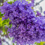 Purple Jacaranda Tree Live Plant, 4-6 Inch Tall, 4 Inch Pot