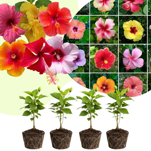 4 Mixed Hibiscus Live Plants, Hibiscus Flower, Patio Container Plant, 4-8 Inch Tall