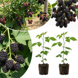 2 Sweet Live Black Berry Plants, Berry Fruit Bush, 4-6 Inch Tall