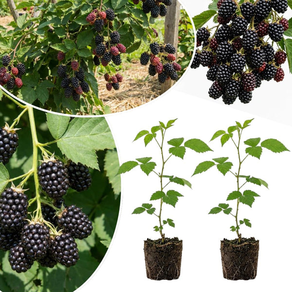 2 Sweet Live Black Berry Plants, Berry Fruit Bush, 4-6 Inch Tall