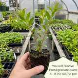 Sweet Pomegranate Tree, Hardy Garden Plant, 4-6 Inch Tall