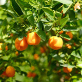Orange Fruit Tree Plant, Sweet Citrus Plant, 1-2 Ft in Gallon Pot