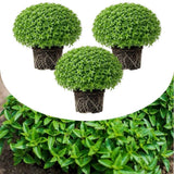 Set of 3 Greek Basil Live Herb Plants, 3–6 Inches Tall