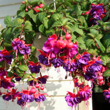 Purple Fuchsia Live Plant, Patio Basket Flower, 4-8 Inch Tall, 5 Inch Pot