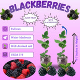 2 Large Blackberries Plant Live, Sweet Fruit, 4-7 Inch Tall