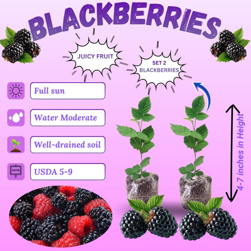 2 Large Blackberries Plant Live, Sweet Fruit, 4-7 Inch Tall