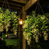 3 Night Blooming Jasmine Flower Live Plants, Flowering Shrub, 4-6 Inch Tall