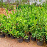 Meyer Lemon Tree Live Plant, 1 Gallon Pot