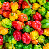 Super Hot Habanero Pepper Chili Live Plant, Pepper Plant, 4-7 Inch Tall