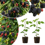 2 Large Live Black Berry Plants, Sweet Blackberries Bush, 4-6 Inch Tall