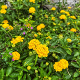 2 Yellow Lantana Plants Live, Hardy Flowering Perennial, 4-6" Tall