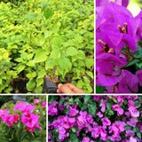 2 Purple Live Bougainvillea Plants, Outdoor Garden Plant, 4-6 Inch Tall