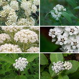 2 White Milkweed Live Plants, Asclepias Tuberosa Plant 4–6" Tall