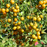 Sweet Kumquat Live Tree, Sweet Citrus Tree, 1-2 Ft Tall, 1 Gallon Pot