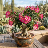 Pink Desert Rose Plant Live, Succulent Houseplant, 4-7 Inch Tall
