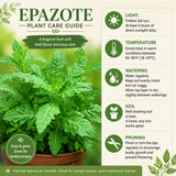 Epazote Live Plant, Fragrant Herb Plant, 4-6 Inch Tall, 4 Inch Pot