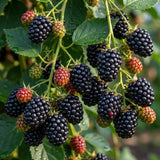 2 Navaho Black Berry Plants, Blackberries Bush, 4-6 Inch Tall