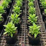 Epazote Herb Live Plant, Garden Herb Plant, 4-6 Inch Tall, 4 Inch Pot