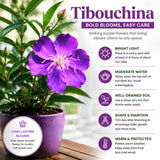 Purple Live Tibouchina Princess Plant, Garden Shrub, 3-5 Inch Tall