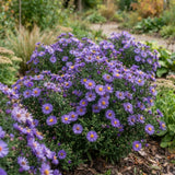 Lilac Blue Aster Live Plant, Flowering Garden Plug, 3-5 Inches Tall