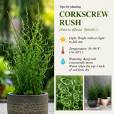 Corkscrew Rush Spiralis Live Plant, Live Starter Plant, 4 Inch Pot