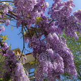 10 Purple Wisteria Seeds Climbing Flower Plant for Garden Yard and Outdoor Space