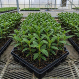 Purple Tibouchina Princess Live Plant, Flower Shrub Plant, 3-5 Inch Tall