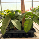 2 Pink Guava Live Plants, 6 Months Old 4-6 Inches Tall, Sweet Tropical Guava Fruit Tree, Cold Hardy, No Pot