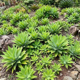 Attenuata Agave Live Plant, Warm Climate Succulent, 4 Inch Pot