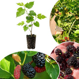 Dwarf Mulberry Live Tree, Hardy Garden Plant, 4-6 Inch Tall