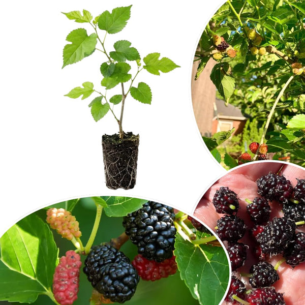 Dwarf Mulberry Live Tree, Hardy Garden Plant, 4-6 Inch Tall