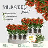 Pack 2 Orange Milkweed Live Plants, Asclepias Tuberosa Plant 4–6" Tall