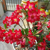Red Desert Rose Live Plant 4-7 Inches Tall