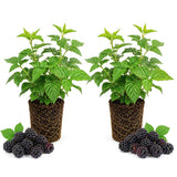 2 Sweetie Pie Blackberries Plant Live, Sweet Fruit, 4-7 Inch Tall