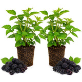 2 Juicy Blackberries Plant Live, Sweet Fruit, 4-7 Inch Tall