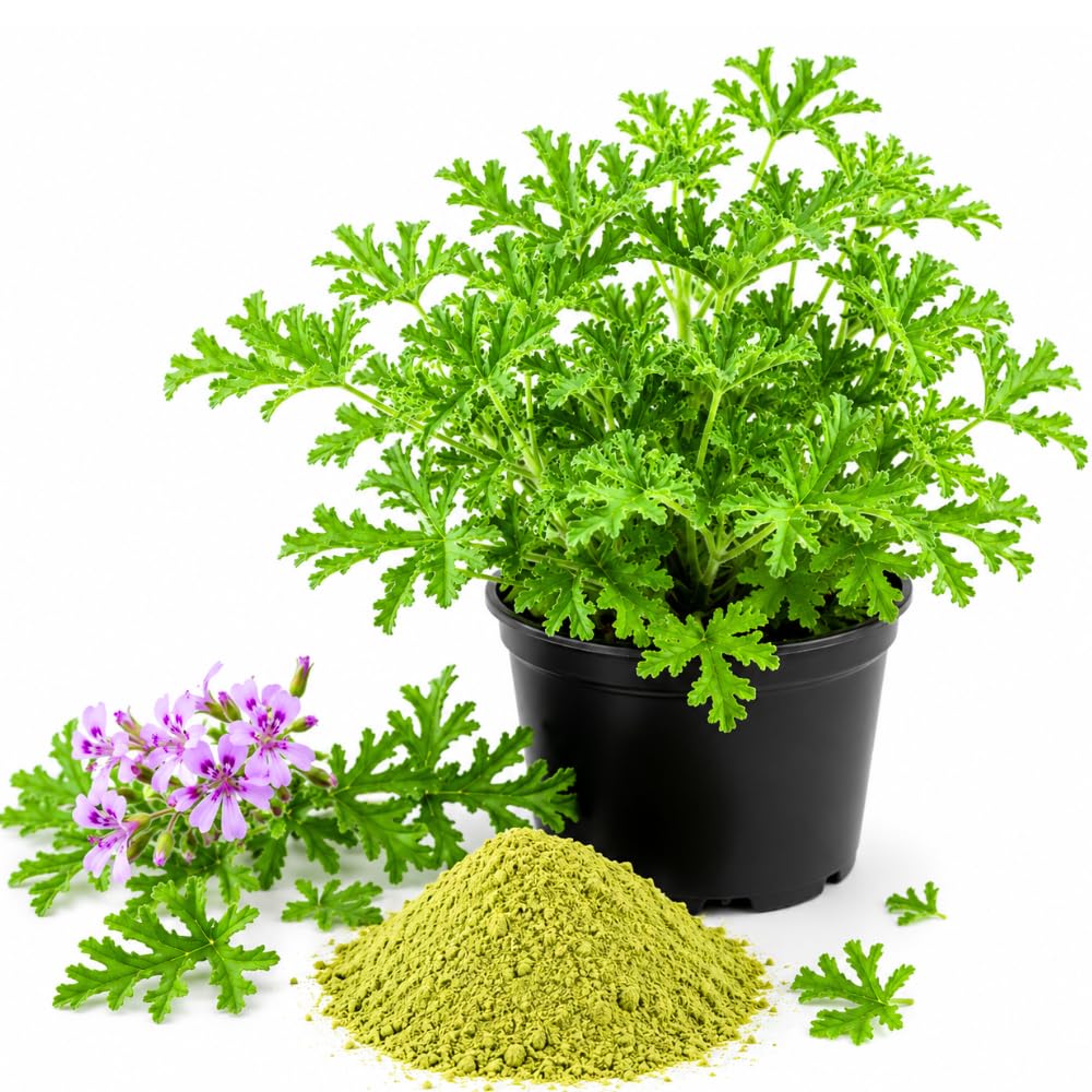 2 Citronella Live Plants, Indoor Outdoor Herb, 3-6 Inch Tall