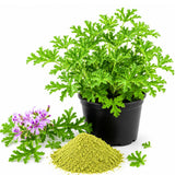 2 Citronella Live Plants, Indoor Outdoor Herb, 3-6 Inch Tall
