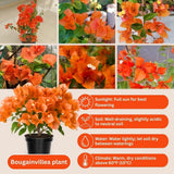 Set 2 Orange Bougainvillea Live Plant 5-7 Inch Tall