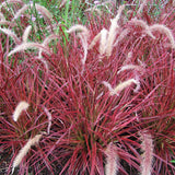 3 Red Fountain Grass Live Plants, 4–6 Inch Tall, No Pot, Ornamental Grass for Garden Borders and Outdoor Growing