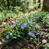 Blue Live Vinca Periwinkle Plant, Hardy Flower Plant, 4 Inch Pot
