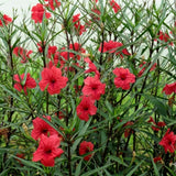 6 Red Mexican Petunia Live Plants, Perennial Plant, 4-6 Inch Tall