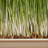 2 Set 3 Chive Roots, Heirloom Chives Herb, Fresh Herb Garden Roots